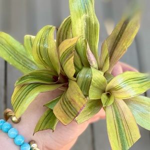 (3) Rare Tradescantia spathacea 'Sitara's Gold’ cuttings
